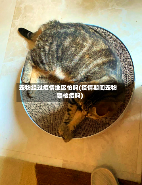 宠物经过疫情地区怕吗(疫情期间宠物要检疫吗)-第3张图片